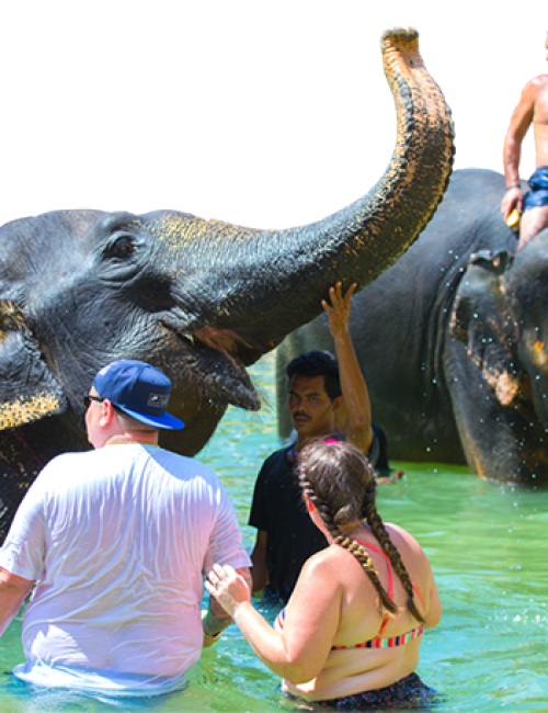 elephantbathing